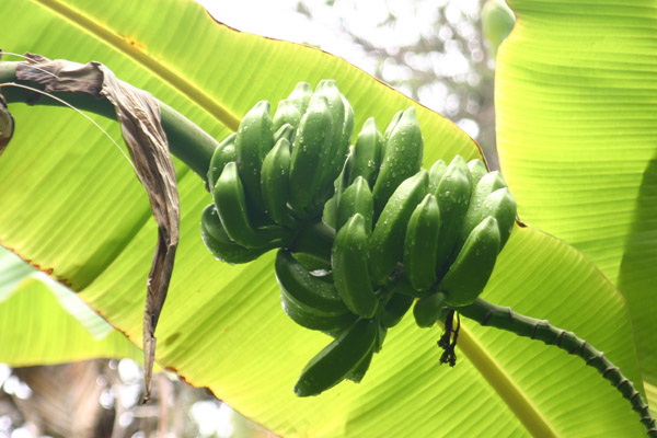 Banane