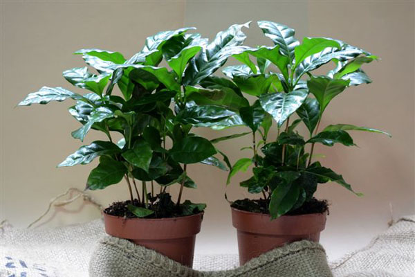 Biljka kafe, Coffea arabica