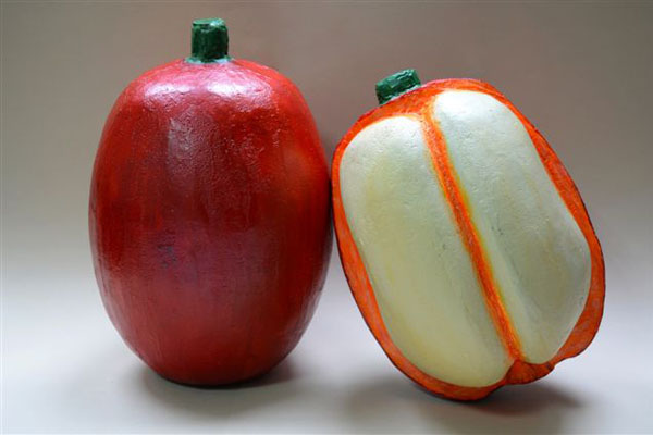 Modeli ploda i otvorenog ploda kafe sa semenom