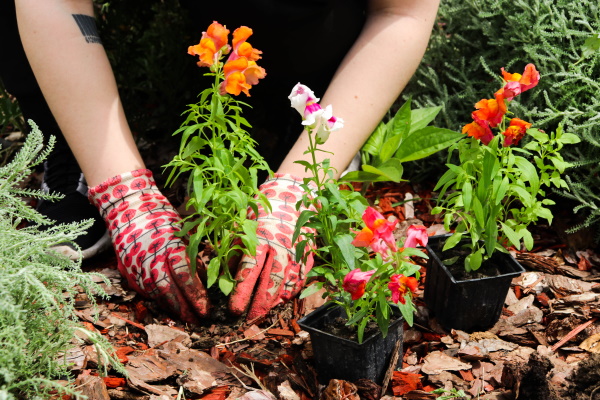 Medonosne bašte - Foto Andjela Kovljenic